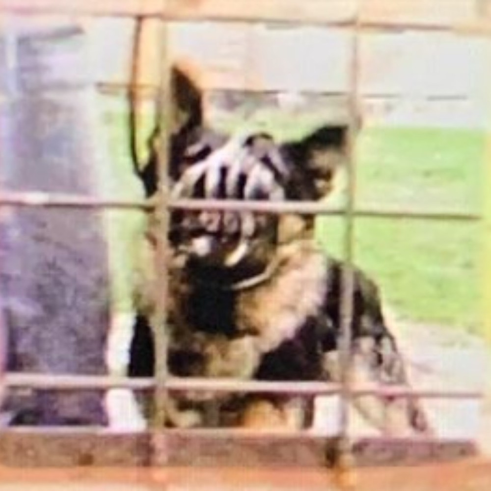 Meet your Posher, Nicho